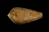 藏品(玳瑁芋螺                            )的圖片